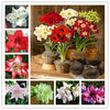 2 Bulbs Amaryllis Bulbs True Hippeastrum Bulbs Flowers - Self-Improvement Lions Den