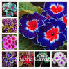 200 pcs Evening Primrose Blue Evening Primrose - Self-Improvement Lions Den