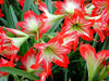 2 Bulbs Amaryllis Bulbs True Hippeastrum Bulbs Flowers - Self-Improvement Lions Den