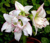 2 Bulbs Amaryllis Bulbs True Hippeastrum Bulbs Flowers - Self-Improvement Lions Den