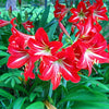 2 Bulbs Amaryllis Bulbs True Hippeastrum Bulbs Flowers - Self-Improvement Lions Den