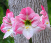 2 Bulbs Amaryllis Bulbs True Hippeastrum Bulbs Flowers - Self-Improvement Lions Den