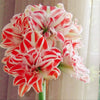 2 Bulbs Amaryllis Bulbs True Hippeastrum Bulbs Flowers - Self-Improvement Lions Den