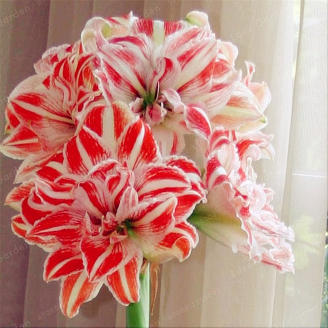 2 Bulbs Amaryllis Bulbs True Hippeastrum Bulbs Flowers - Self-Improvement Lions Den