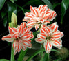 2 Bulbs Amaryllis Bulbs True Hippeastrum Bulbs Flowers - Self-Improvement Lions Den