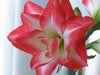 2 Bulbs Amaryllis Bulbs True Hippeastrum Bulbs Flowers - Self-Improvement Lions Den