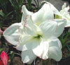 2 Bulbs Amaryllis Bulbs True Hippeastrum Bulbs Flowers - Self-Improvement Lions Den