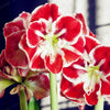 2 Bulbs Amaryllis Bulbs True Hippeastrum Bulbs Flowers - Self-Improvement Lions Den