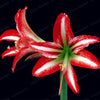 2 Bulbs Amaryllis Bulbs True Hippeastrum Bulbs Flowers - Self-Improvement Lions Den