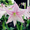 2 Bulbs Amaryllis Bulbs True Hippeastrum Bulbs Flowers - Self-Improvement Lions Den