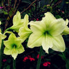 2 Bulbs Amaryllis Bulbs True Hippeastrum Bulbs Flowers - Self-Improvement Lions Den