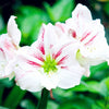 2 Bulbs Amaryllis Bulbs True Hippeastrum Bulbs Flowers - Self-Improvement Lions Den